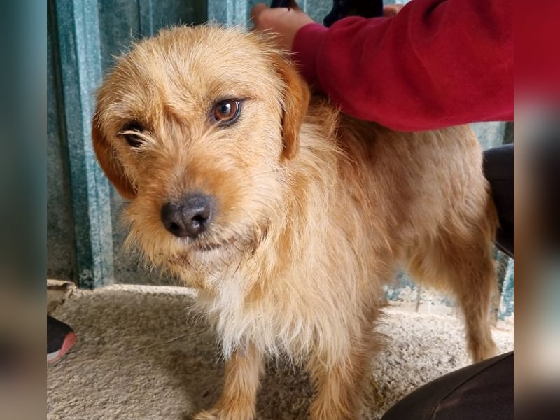 ♥CHUPPY♥ wunderbarer, feinfühliger Rüde - ein echter Hingucker 42 cm