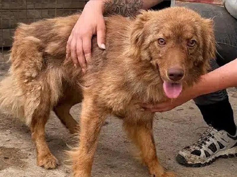♥BRUNJA♥ ab 27. Jun auf Pflegest bei Leverkusen - menschenbezogene und liebenswerte Junghündin 45cm