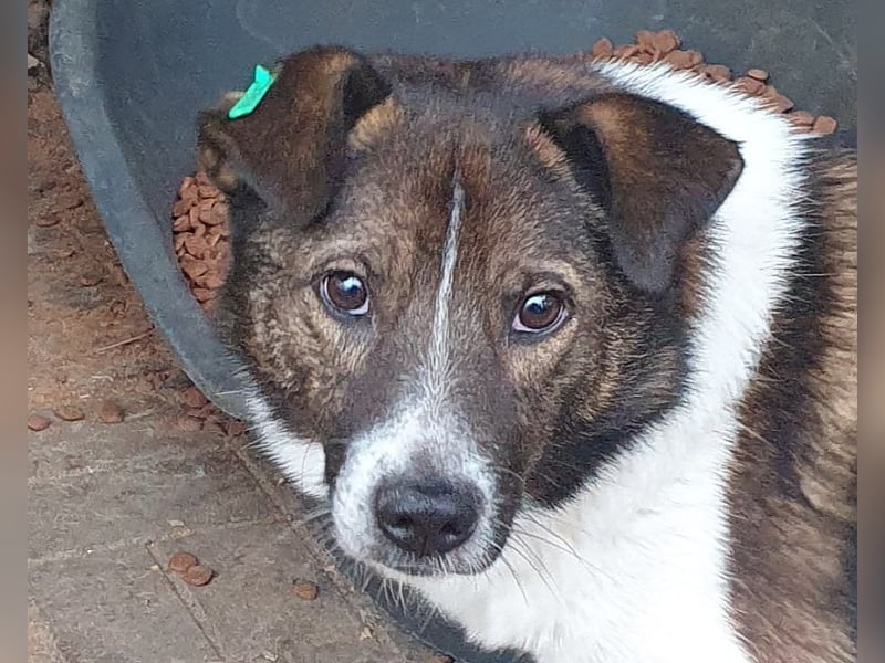 ♥LUCA♥ wunderschöner, total verschmuster, sehr menschenbezogener, sportlicher Junior 42 cm