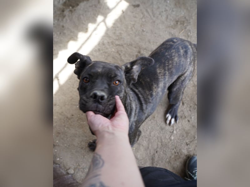 ⭐️Alba⭐️,  Knutschkugel, Cane-Corso-Mix, 49 cm, 1 Jahr, Tierschutz Rumänien