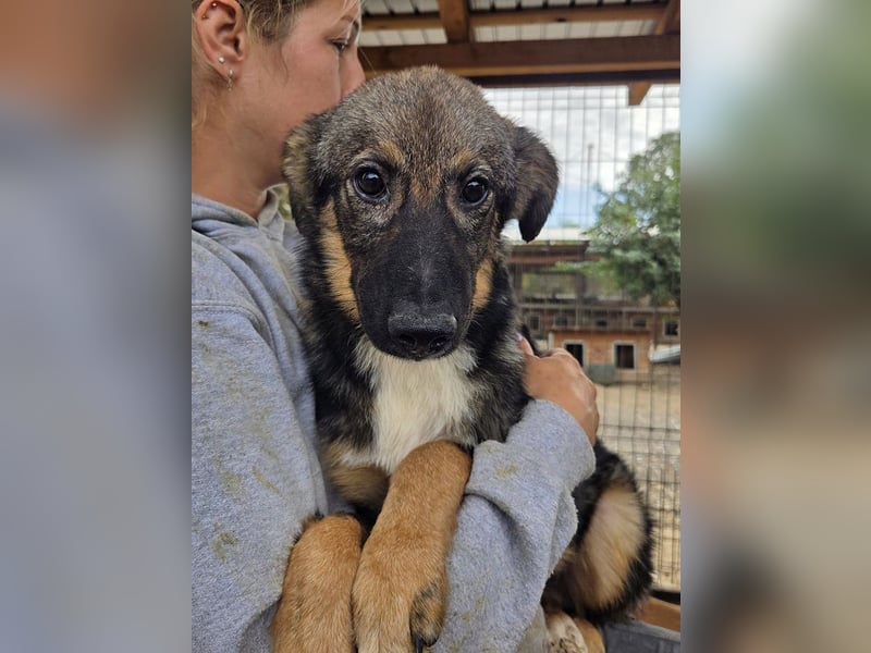♥CARINO♥ ganz süßer, lieber, nicht aufdringlicher und ruhiger Junior 48 cm