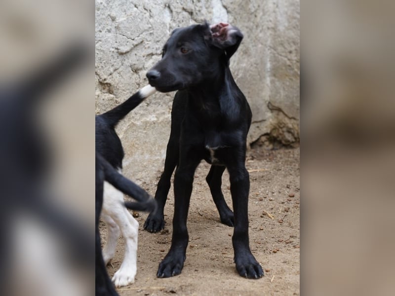 HARRY, zauberhafter Welpe, 5 Monate, 36 cm, Mischling, Tierschutz Rumänien