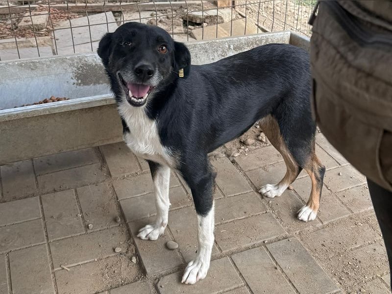 ♥MIMI♥ neu auf Pflegestelle bei Köln - sehr liebe, aufgeschlossene und verschmuste Hündin 49 cm