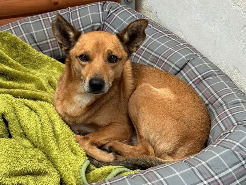 ♥AXEL♥ auf Pflegestelle bei Köln - verschmuster, sehr menschenbezogener Traumhund 48 cm