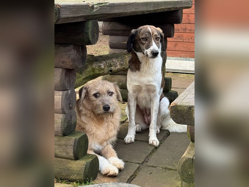 ♥NORA♥ neu auf Pflegestelle bei Köln - hübsche, sanftmütige, sensible Hündin 48 cm