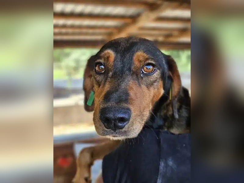 ♥GAROU♥ wunderschöner rotbraun-schwarzer, anhänglicher Rüde mit unglaublicher Lebensfreude 50 cm