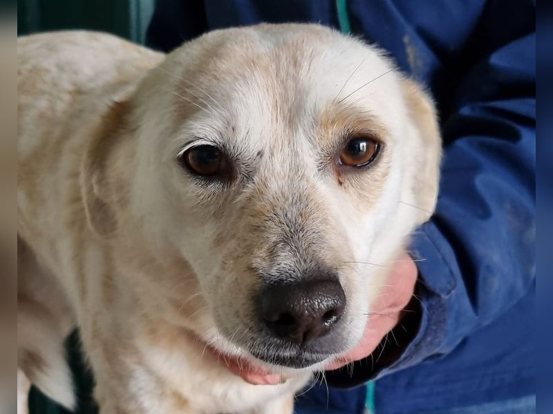 ♥PALOMA♥ ab 29. Mai auf Pflegestelle bei Köln-sanfte, ganz liebe, sensible, wunderschöne Hündin 44cm
