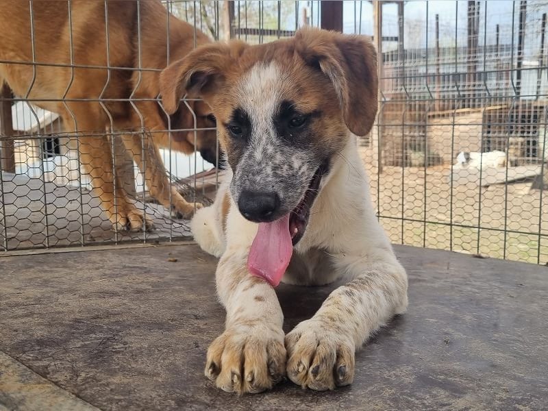 ♥MIRCO♥ wunderschöner tricolor-farbener, aufgeschlossener, verspielter Junior 43 cm (wachsend)