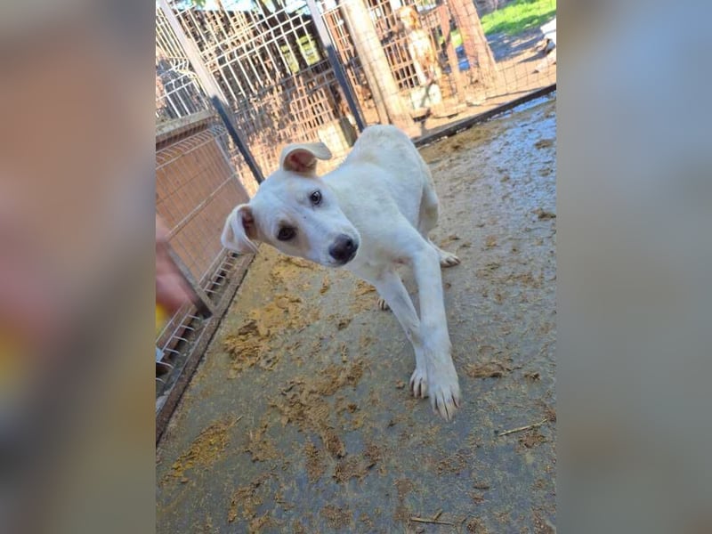 ♥LUCY♥ sportliche, lebenslustige, sehr menschenbezogene Junghündin 45 cm