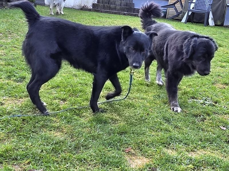 ♥KINDRA♥ auf Pflegestelle bei Köln - süße, verschmuste und unkomplizierte Hündin 50 cm