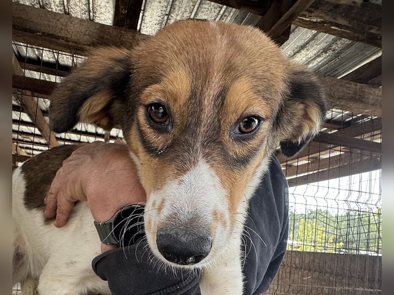 ♥SIDNEY♥ neu auf Pflegestelle bei Leverkusen -zuckersüße, verspielte, ausgeglichene Juniorin 49 cm