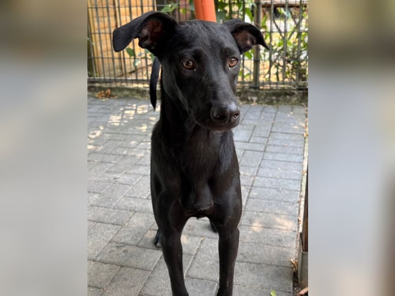 ♥SHADOW♥ auf Pflegestelle bei Duisburg - süßer, verschmuster und verspielter Junior 49cm