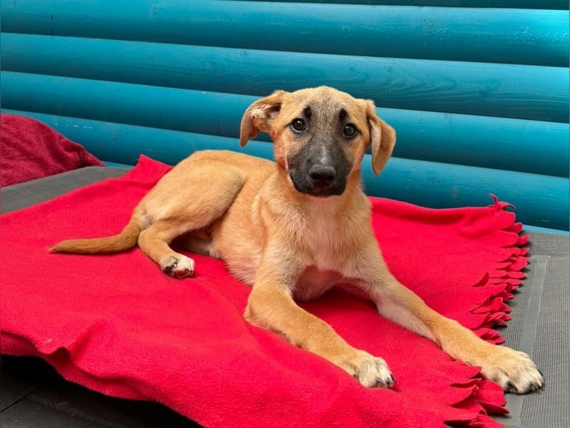 ♥HAGRID♥ neu auf Pflegestelle bei Köln - wunderschöner, verspielter Welpe 45 cm (wachsend)