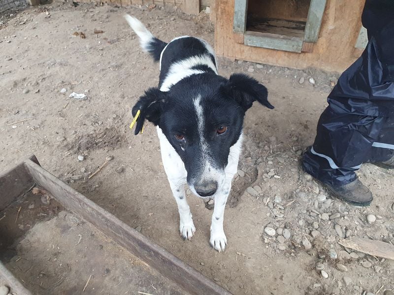 ♥ANGEL♥ so menschenbezogene, liebesbedürftige Hündin,die sich verzweifelt nach Zuneigung sehnt 46cm