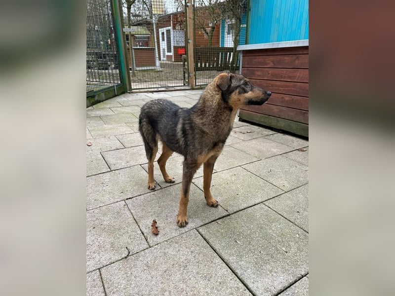 ♥FEE♥ auf Pflegestelle bei Köln - hübsche, ruhige, eher zurückhaltende, unkomplizierte Juniorin 49cm