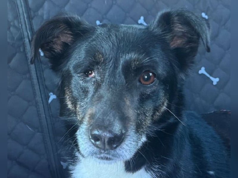 ♥MIMI♥ neu auf Pflegestelle bei Köln - sehr liebe, sanfte, ruhige und verschmuste Hündin 49 cm