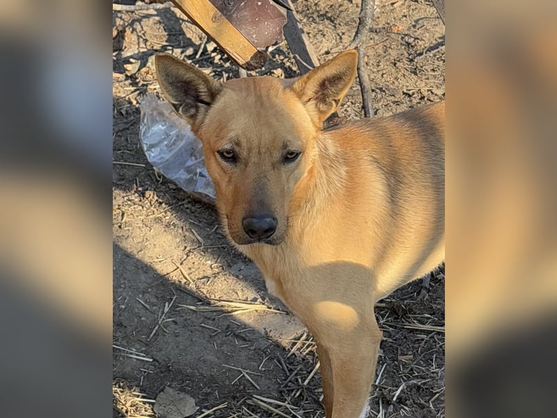 ⭐️PIRI️⭐️, sanftmütiger Hundejunge, 3 Jahre, 46 cm, Mischling, Tierschutz Rumänien