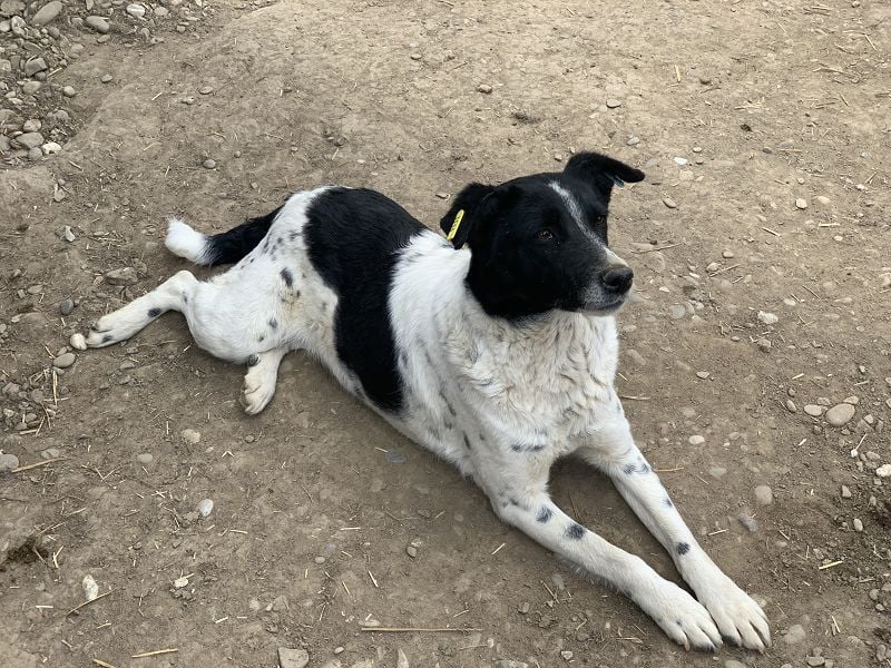 ♥ANGEL♥ so menschenbezogene, liebesbedürftige Hündin,die sich verzweifelt nach Zuneigung sehnt 46cm