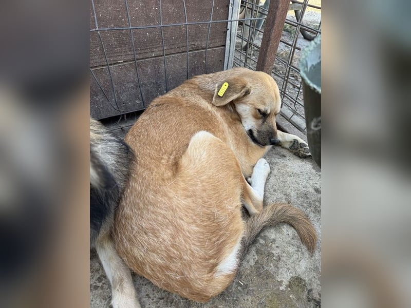 ♥CORA♥ elegante, ruhige, feinsinnige Hündin, die in sich ruht 45 cm