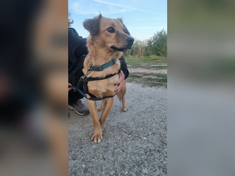 ARMANI, schüchterne Frohnatur, 1 Jahr, 43 cm, Mischling, Tierschutz Rumänien