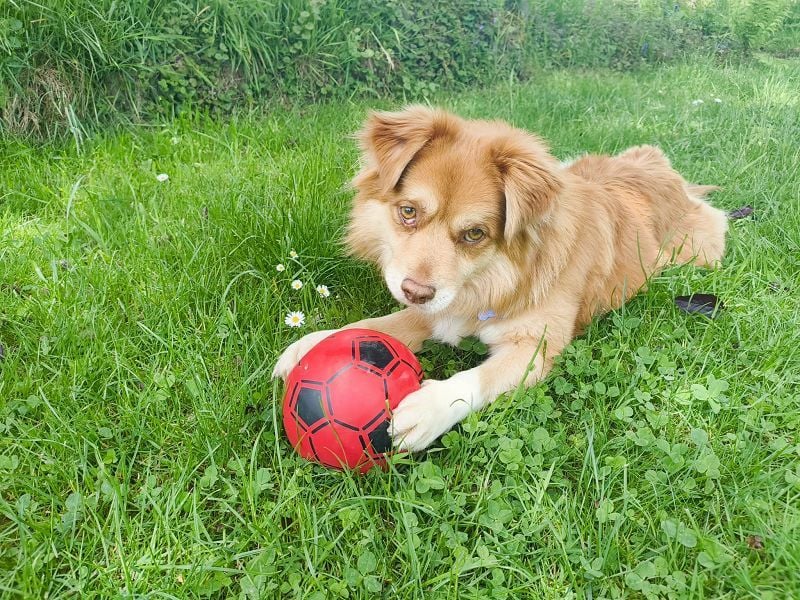 ♥BENNY♥ auf Pflegestelle bei Köln - süßer, ganz menschenbezogener Rüde 42cm