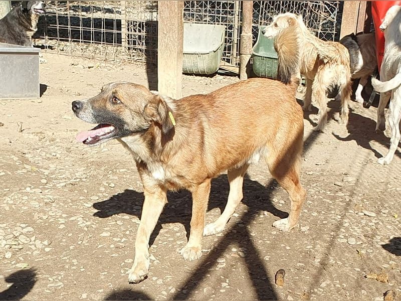 ♥NICO♥ verschmuster, sehr menschenbezogener, aufgeschlossener hübscher Rüde 47 cm