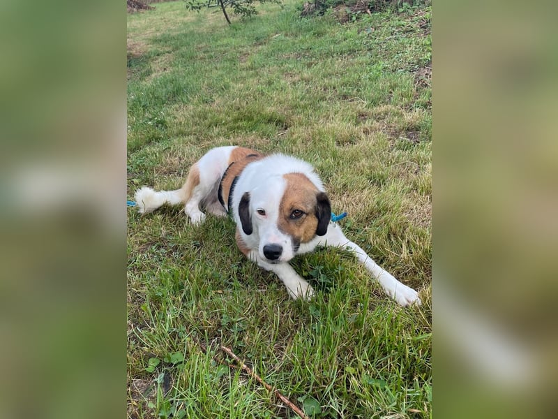 FINA, schüchterne Schmusehündin, 3,5 Jahre, 40 cm, Pflegestelle 57635, Tierschutz Rumänien