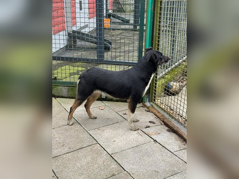 ♥MIMI♥ neu auf Pflegestelle bei Köln - sehr liebe, sanfte, ruhige und verschmuste Hündin 49 cm