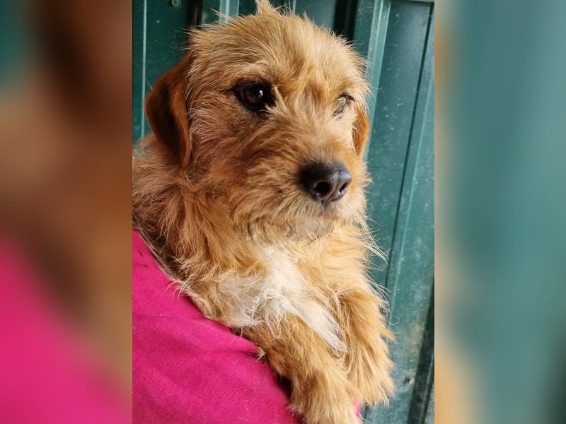 ♥CHUPPY♥ wunderbarer, feinfühliger Rüde - ein echter Hingucker 42 cm