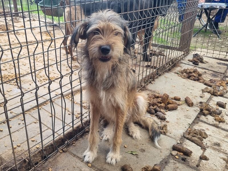 ♥SOUL♥ niedliche, anfangs noch vorsichtige Hündin mit dem zauberhaft getigerten Struppifell 47 cm