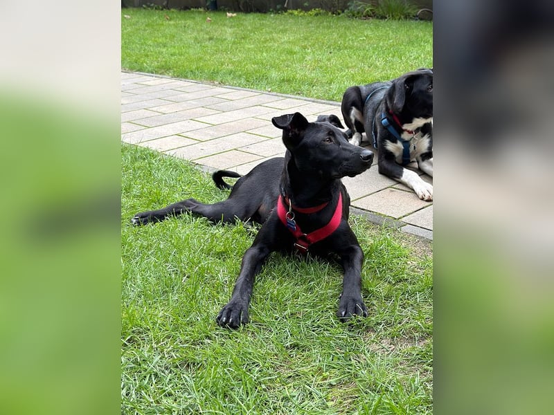 ♥SHADOW♥ verliert sein Zuhause bei Köln - süßer, verschmuster und temperamentvoller Junior 49cm