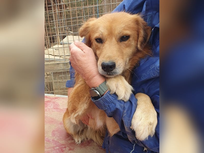 ♥MAIBLE♥ süße, so liebe, noch etwas zurückhaltende Hündin, die schon 4 Jahre im Tierheim wartet 50cm