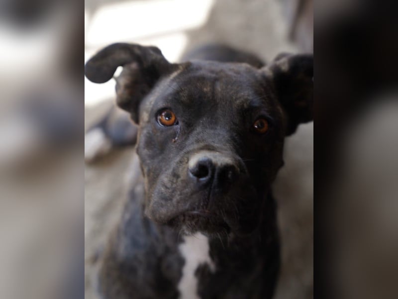 ⭐️ALBA⭐️, Knutschkugel, Cane-Corso-Mix, 49 cm, 1 Jahr, Tierschutz Rumänien