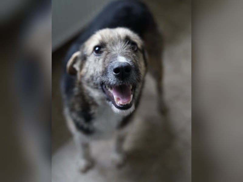 ⭐️OLIVIA⭐️, entspannte Hündin, 2 Jahre, 50 cm, Mischling, Tierschutz Rumänien