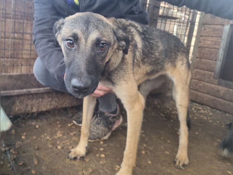 ♥TERENCE♥ verschmuster, lebensfroher, aufgeschlossener Kuschelbär mit süßer Ringelrute 50 cm