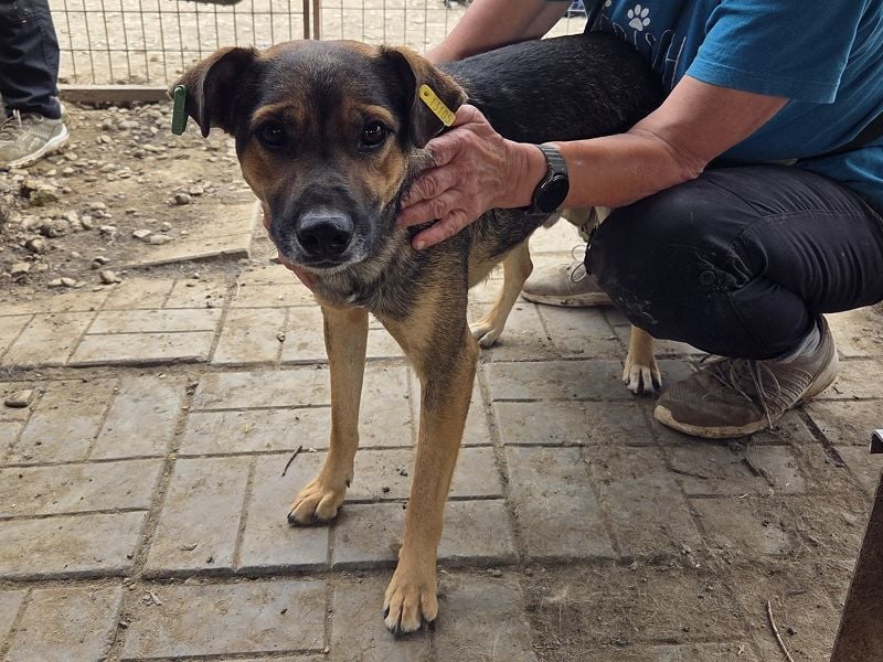 ♥BEN♥ Traumhund mit wundervollem Charakter, der auf seine Menschen wartet 49 cm
