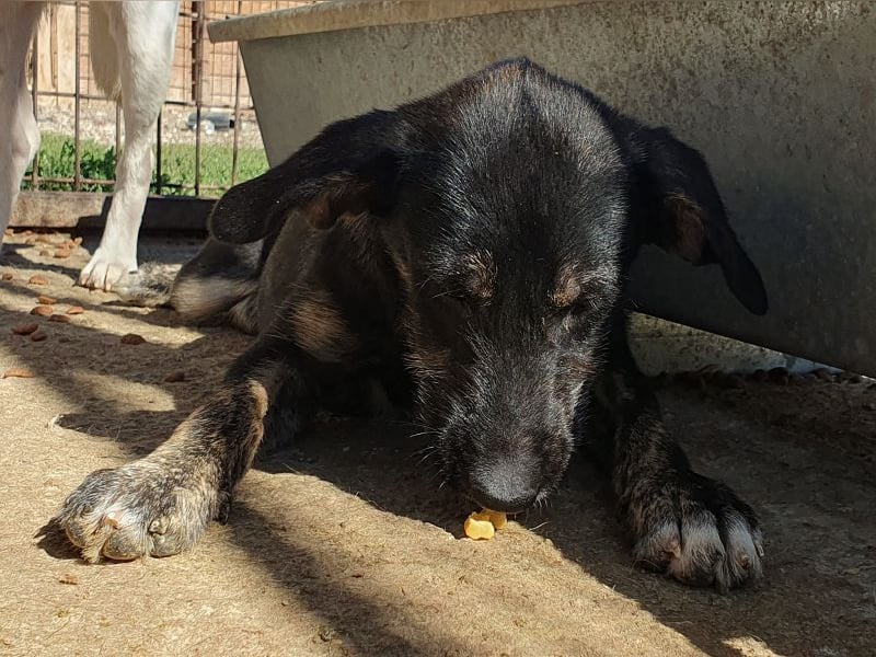 ♥GINGER♥ verspielte, sportliche, leider zu dünne, tolle Juniorin voller Lebenslust 49 cm (wachsend)