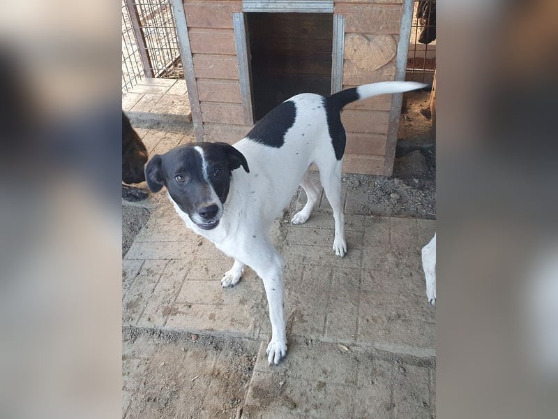 ♥SIMON♥ sehr menschenbezogener, hübscher Junghund, der als Familienhund geeignet ist 45 cm