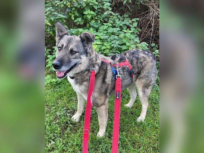 ♥LONKA♥ auf Pflegestelle in Köln - wunderschöne, verschmuste Hündin 42 cm