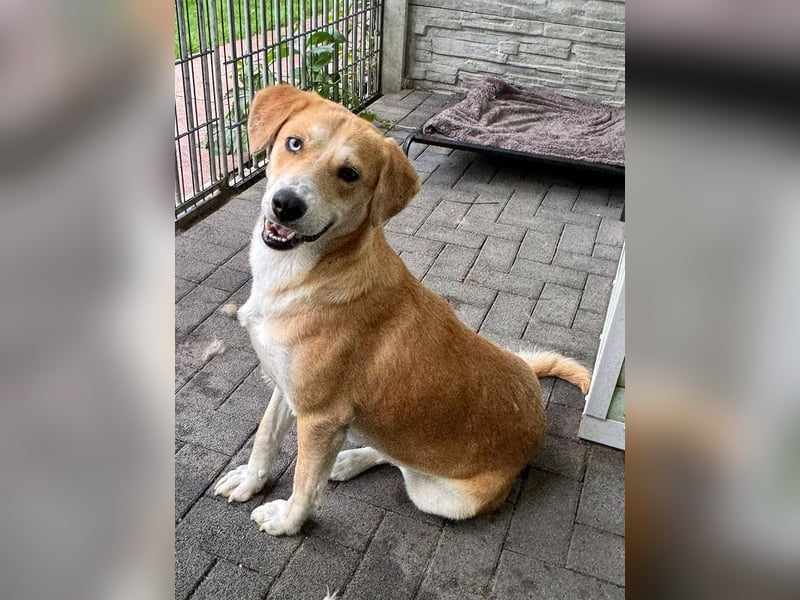 ♥ROMY♥ neu auf Pflegestelle bei Köln - wunderschöne, unglaublich verschmuste Traumhündin 50 cm