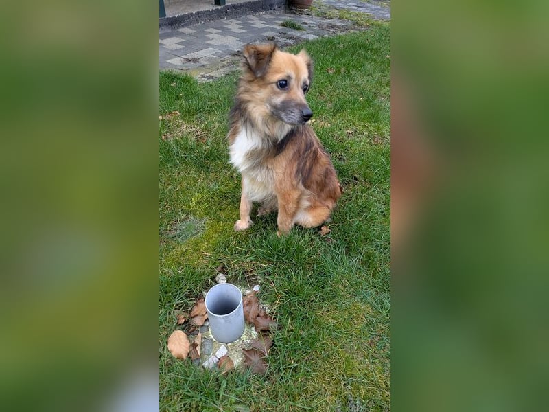 ♥DIDRIK♥ auf Pflegestelle bei Köln - süßer, lieber, dankbarer, blinder Purzel 45 cm