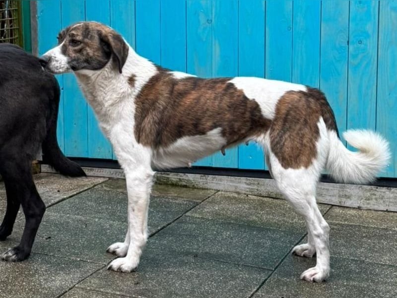 ♥NORA♥ neu auf Pflegestelle bei Köln - hübsche, sanftmütige, sensible Hündin 48 cm