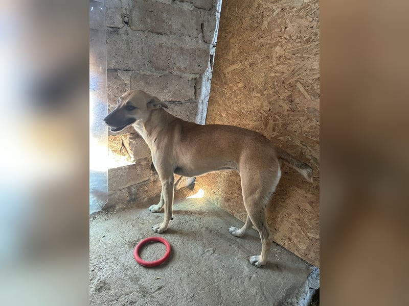 ⭐️PIRA⭐️, sanfte Hündin, 3,5 Jahre, 46 cm, Mischling, Tierschutz Rumänien