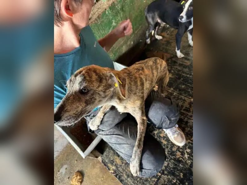♥NICKY♥ ab 19.Sep auf Pflegestelle bei Köln - hübsche, verschmuste, viel zu dünne Juniorin 45cm