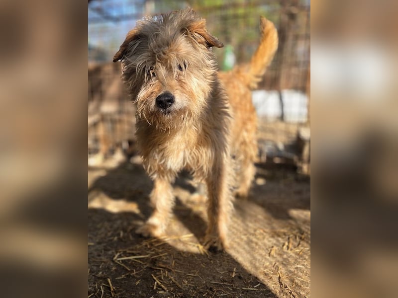 ♥PUMBA♥ hübsche, ruhige, sensible, ganz liebe Hündin mit längerem Fell 47 cm
