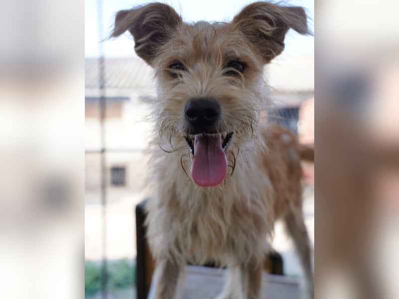 ⭐️GIMPO⭐️, lustiges Hundekind, Rüde, 11 Monate, 40 cm, Mischling, Tierschutz Rumänien
