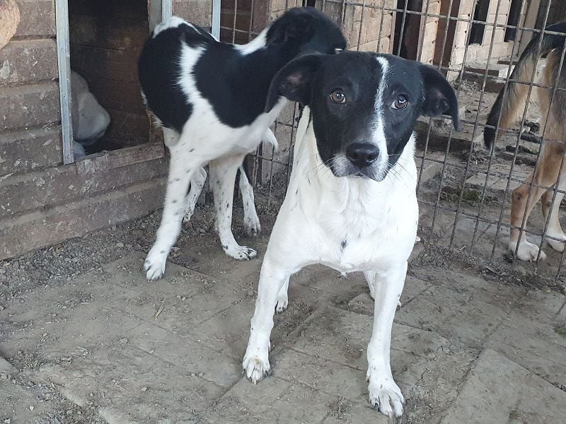 ♥SIMON♥ sehr menschenbezogener, hübscher Junghund, der als Familienhund geeignet ist 45 cm