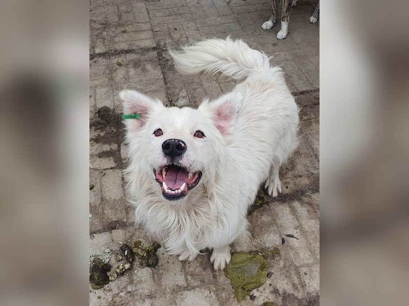 ♥SIRIUS♥ fröhlicher, sehr aufgeschlossener, lebhafter Hundebub mit wunderschönem Langhaar 41 cm