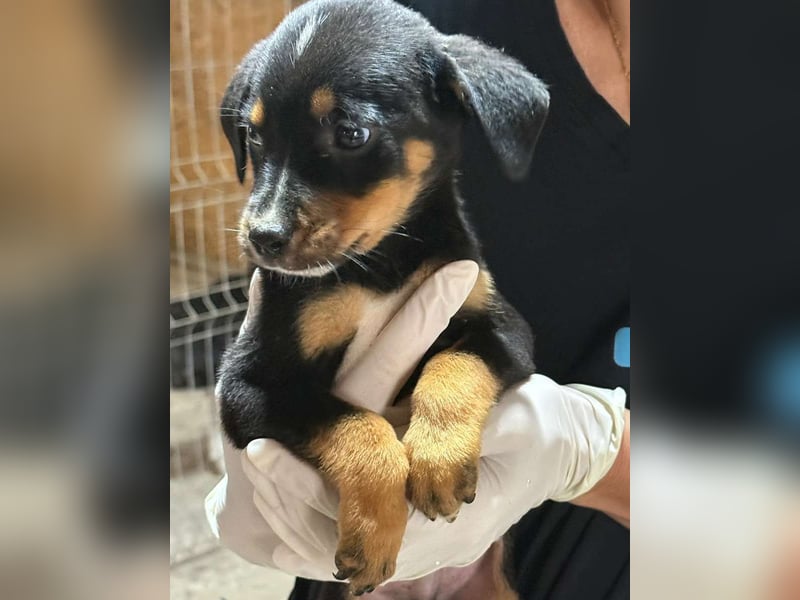 ⭐️Mokka ⭐️, sanfter Welpe, Rüde, 3 Monate, 20 cm (im Wachstum), Mischling, Tierschutz Rumänien