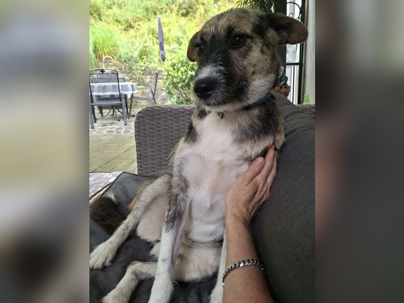 OLIVIA, Traumhündin, 2 Jahre, 50 cm, Pflegestelle 53773, Tierschutz Rumänien